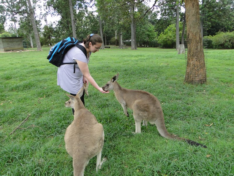 Jenica feeding Kangaroos