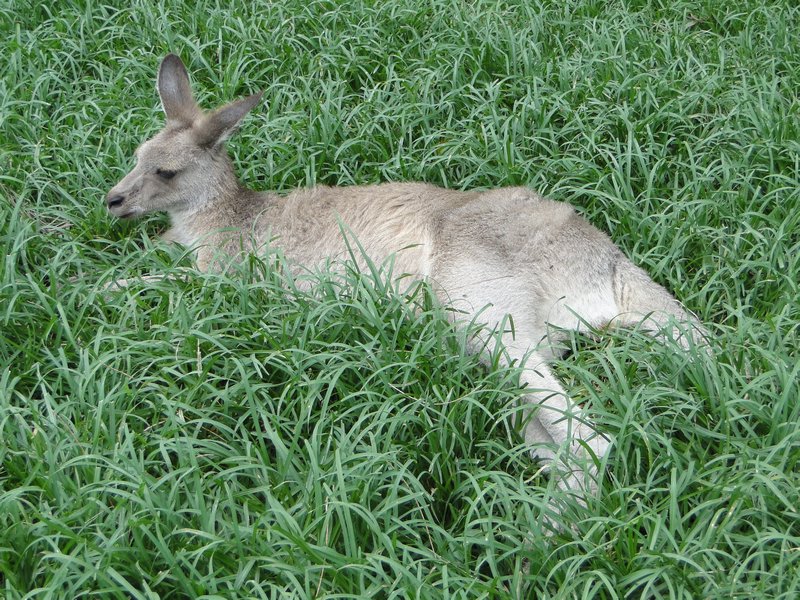 Napping Kangaroo