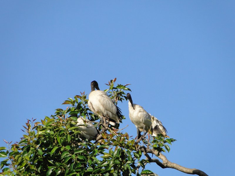 Ibis in trees