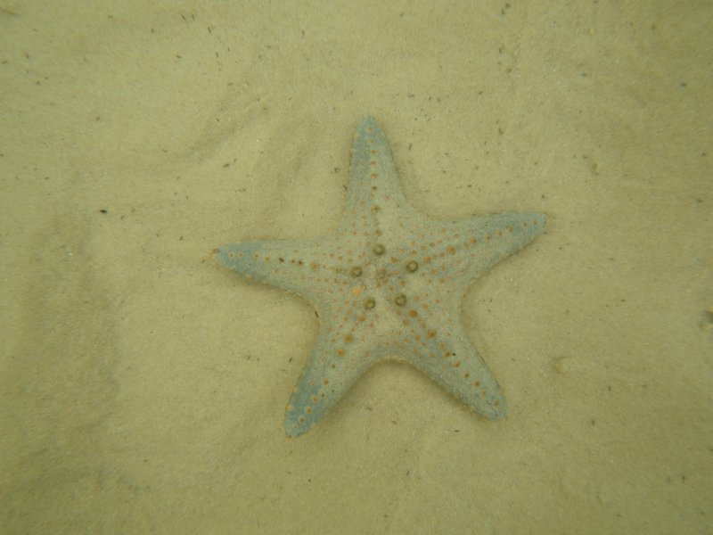 another starfish