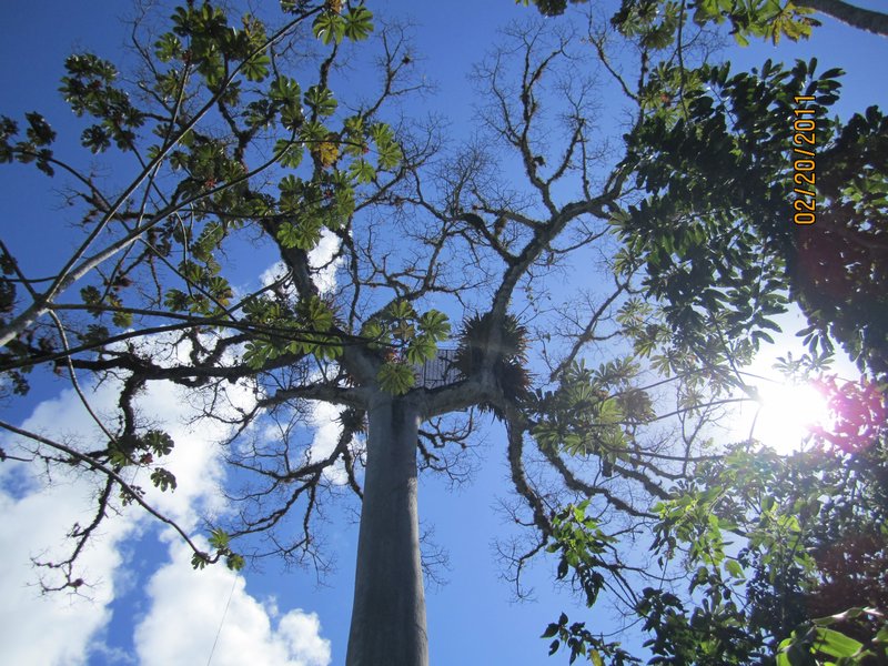 The Great Ceiba Tree