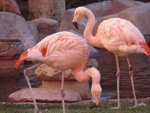 These are real Flamingos