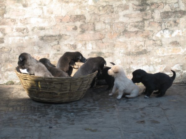 Tibetan Mastif Puppies