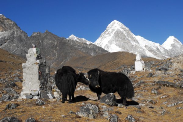 Two Yaks Making Out in the Memorial Park
