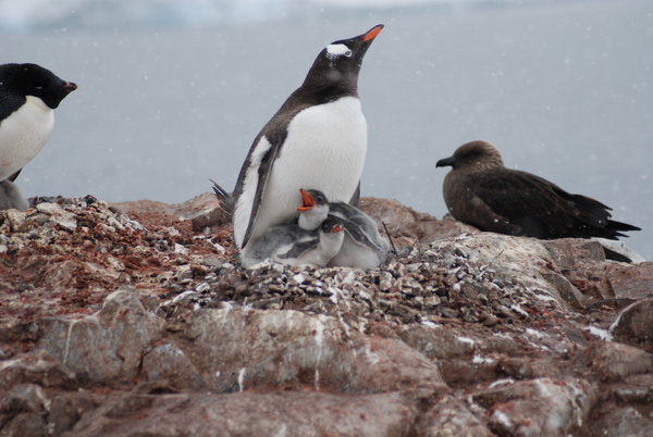 Gentoo upset with Skag drooling over the thought of penguin dinner