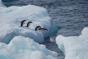 Penguins Heading for Dinner