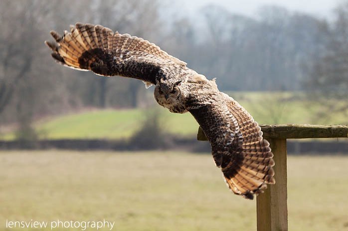 Horace The Owl In Flight