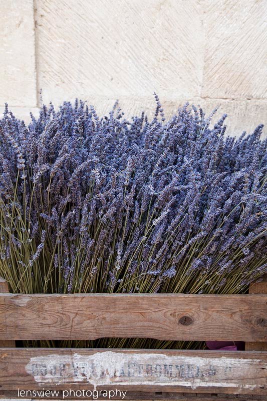 Lavender - Avignon, France