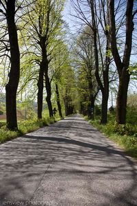 Tree Lined Road Italy