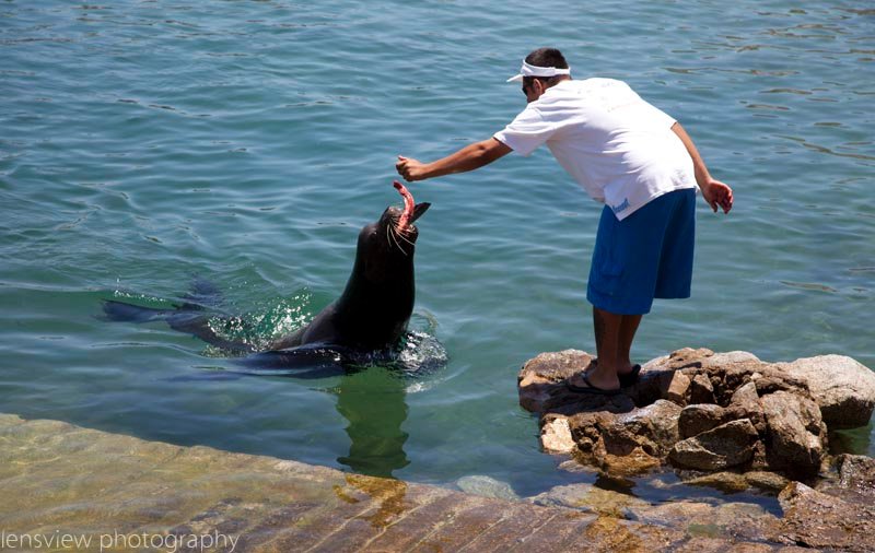 Feeding A Seal At Cabo San Lucas