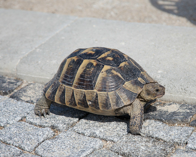 Tortoise At Pammukale