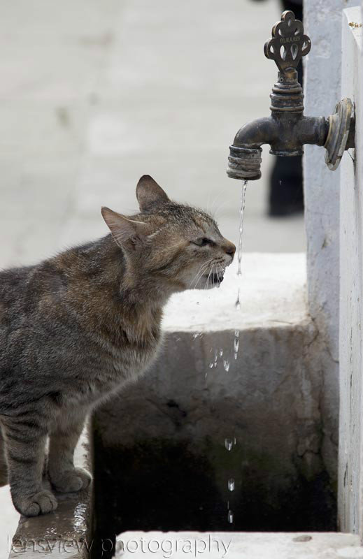 Thirsty Cat At Troy