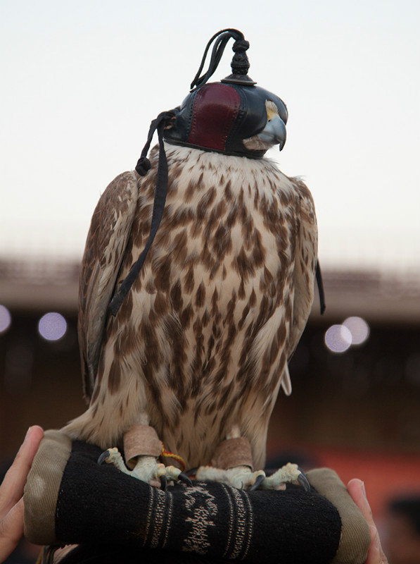 Falcon At Desert Safari