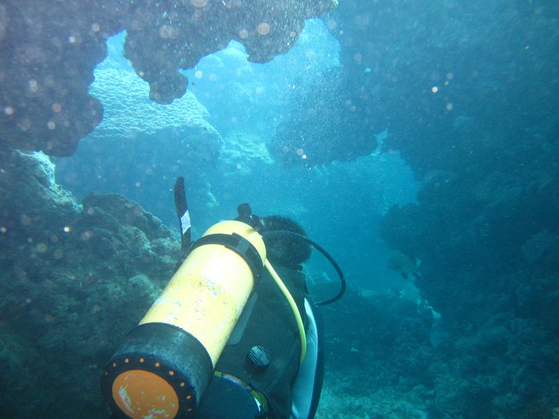 Diveing Great Barrior Reef Cairns (141)