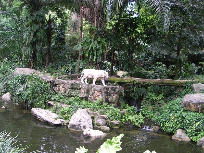 Example of open enclosure - tiger
