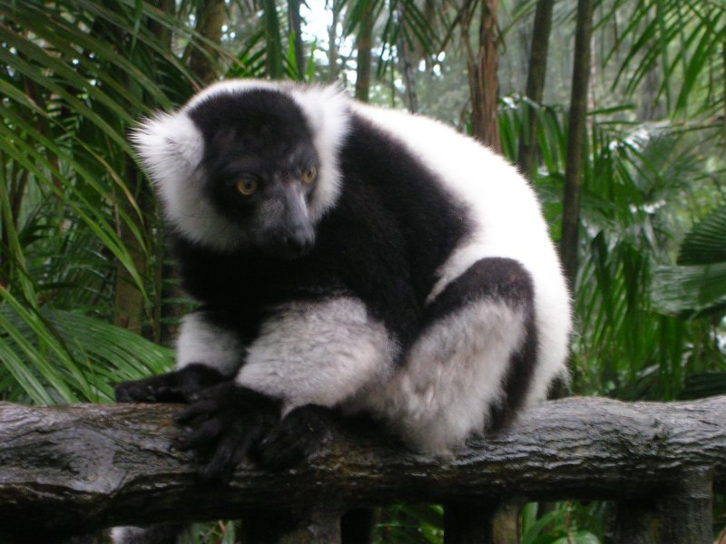 Some sort of lemur?