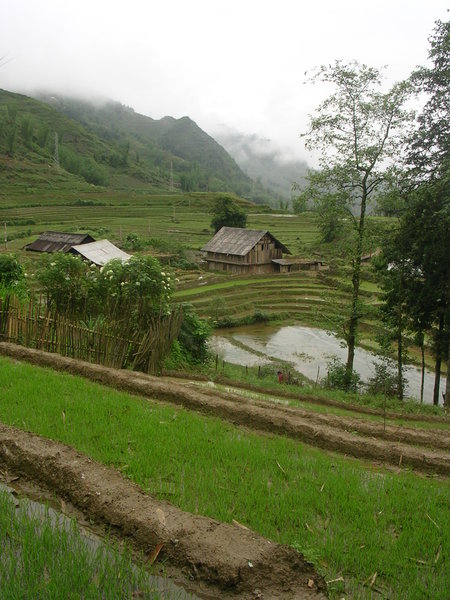 Rice Paddies near Sapa