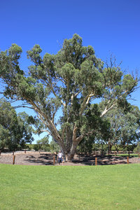200 yr old gum tree