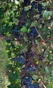 Grape-Vines - Barossa Valley