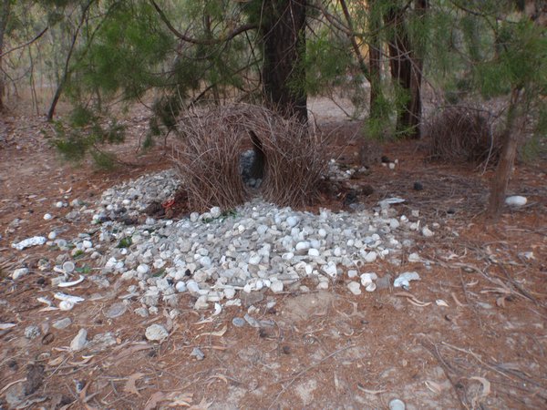 Bower birds nest