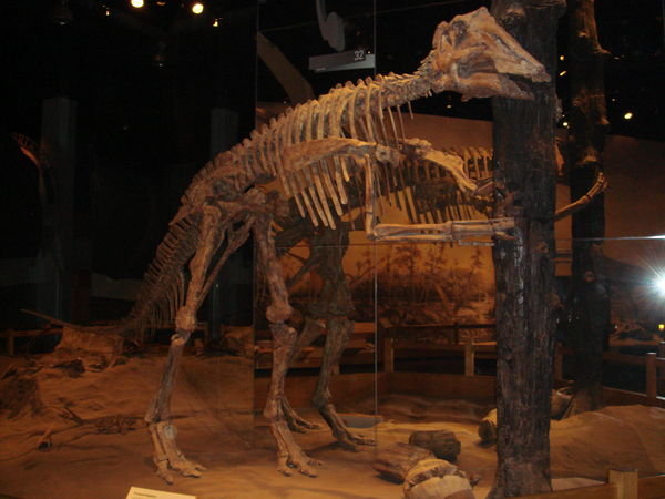 T-REX at Tyrell Museum