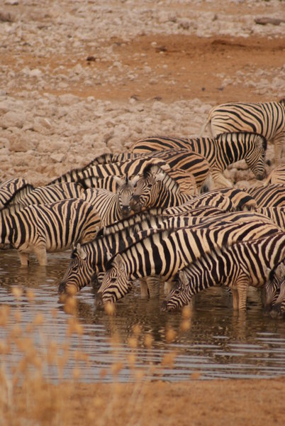 Zebra's at the Waterhole
