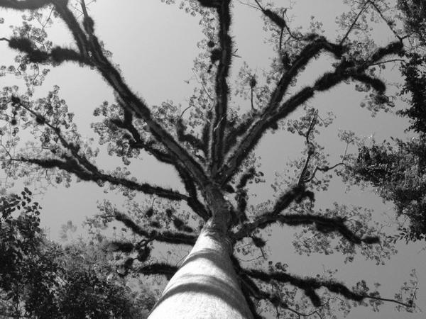 Giant Ceiba Tree