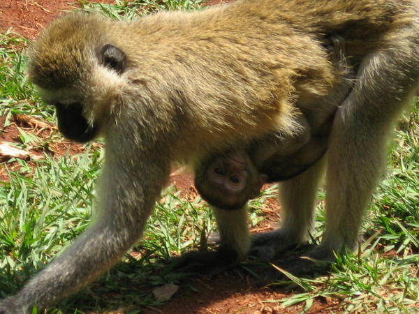 Monkey in Aboretum