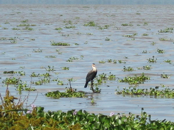 Lake Naivasha Bird
