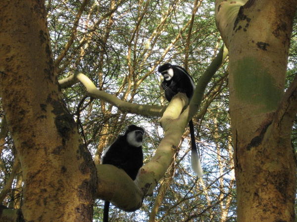 Colobus Monkeys in Yellow Bark Acacia Tree