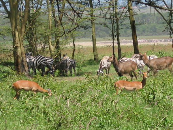 Zebras, Impalas, Waterbuck