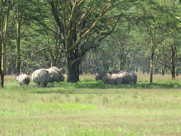 White Rhinos Grazing