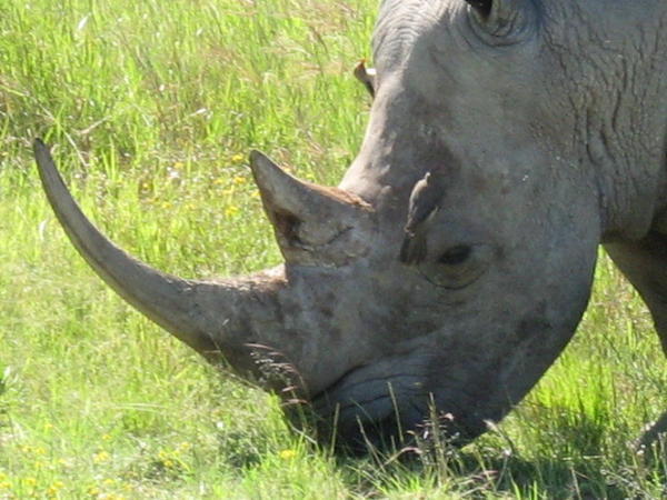 Close-up Rhino
