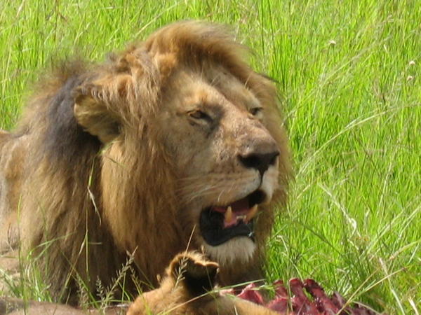 Male Adult Lion