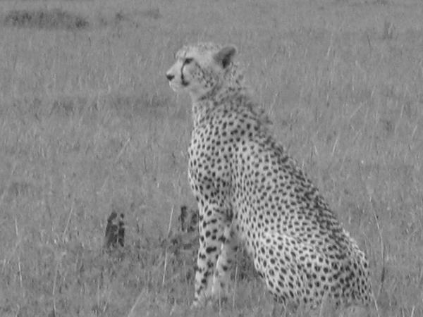 Another Cheetah Sighting