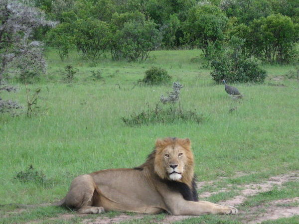 Lion with Guinea Fowl in the background
