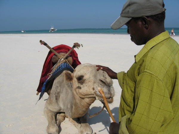 Camel Owner