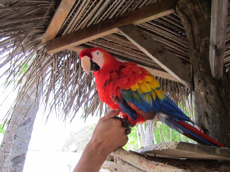 Paco the talking macaw