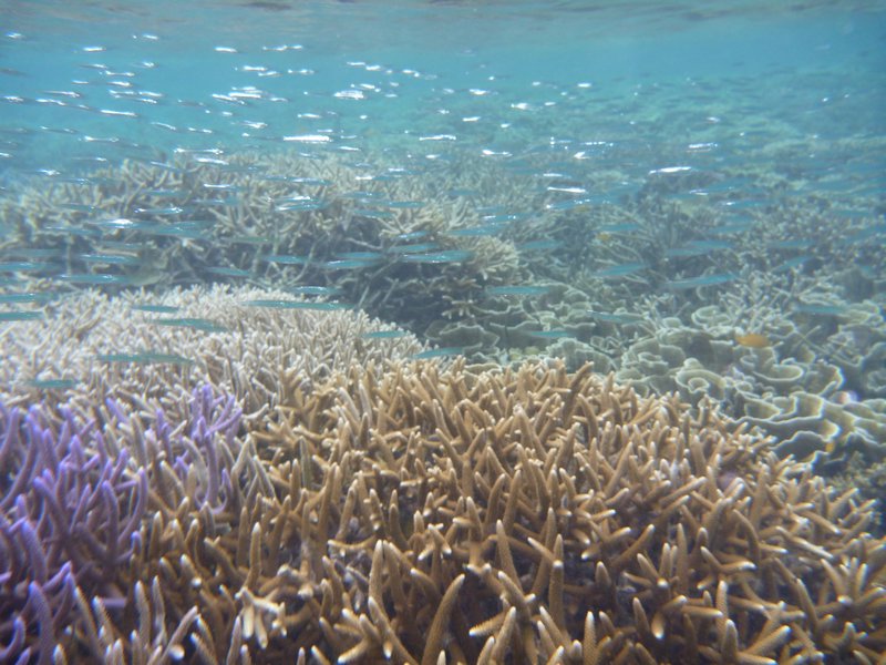 Corals, Rock Islands, Palau