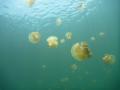 Jellyfish lake, Palau