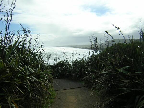 Muriwai coastal walk.