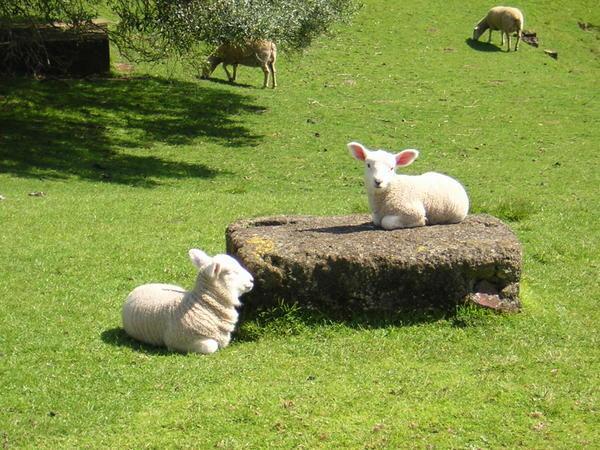 Who would have thought, lambs in New Zealand!