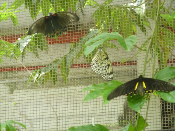 Pretty butterflies in butterfly garden at Sentosa