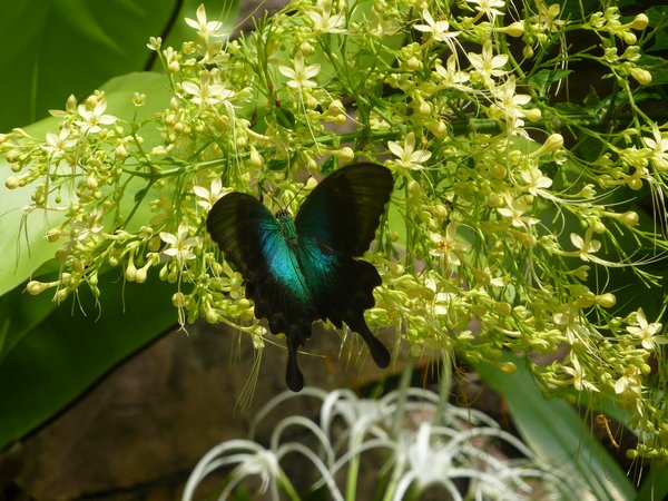 My favourite butterfly at Sentosa