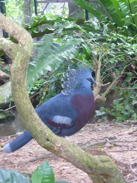 One of the birds at the aviary