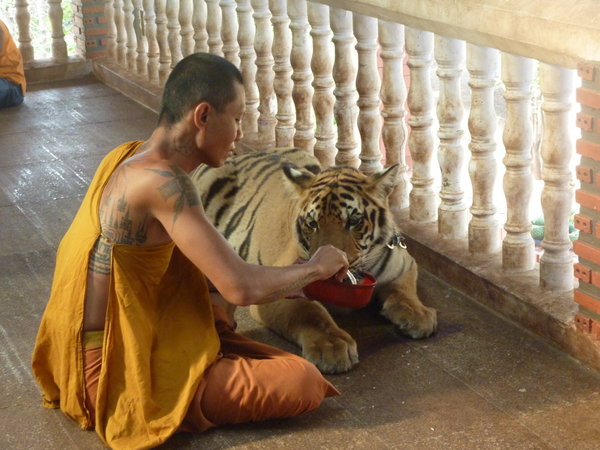 Monk feeding one of the tigers
