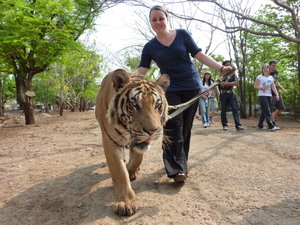 Walking with the big tiger!