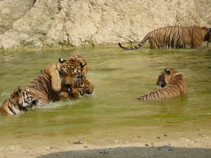 Adult tigers playing together