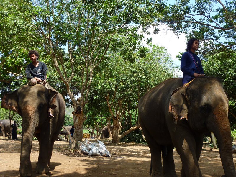 Elephants and their mahoots