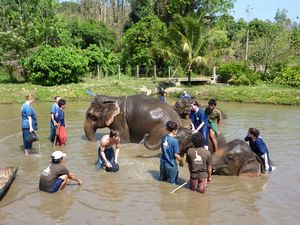 Elephant waterfight!